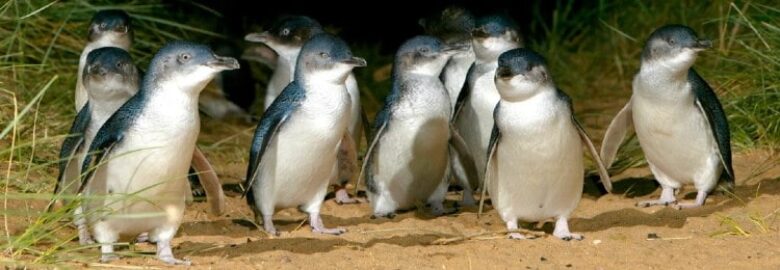 1 Day Phillip Island Tour